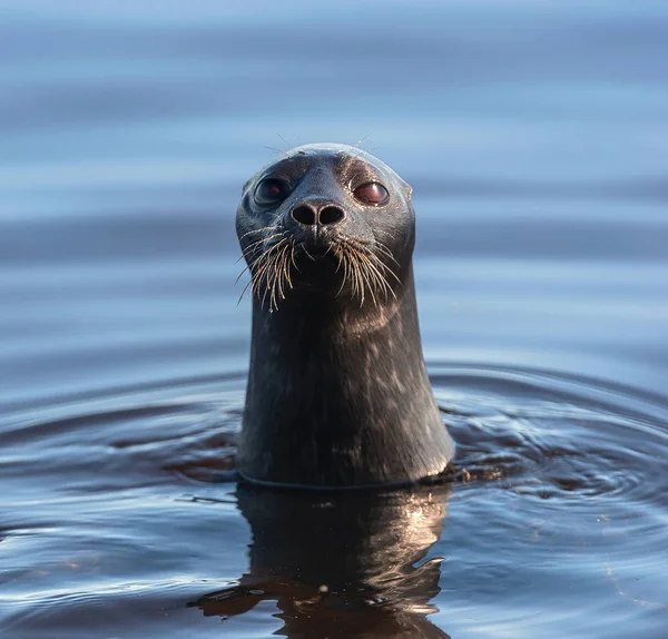 Ladoga Inanellato Foca Nuotando Nell Acqua Vista Frontale Sfondo Blu — Foto Stock