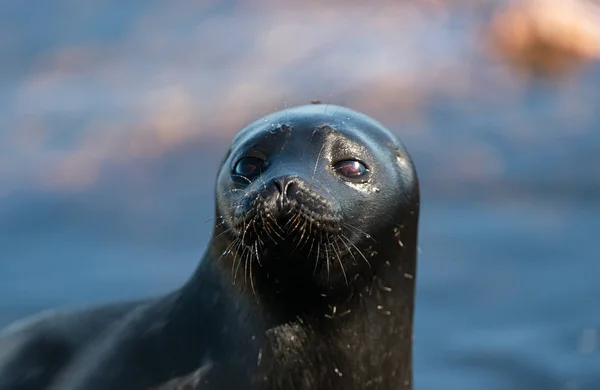 Ladoga Ringed Seal Close Portrait Scientific Name Pusa Hispida Ladogensis — Stock Photo, Image