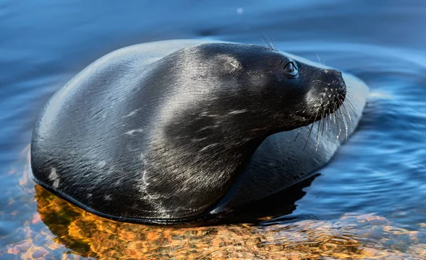 Ladoga Ringed Seal Resting Stone Scientific Name Pusa Hispida Ladogensis — Stock Photo, Image