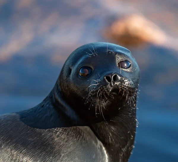 Ladoga Ringed Seal Close Portrait Scientific Name Pusa Hispida Ladogensis — Stock Photo, Image