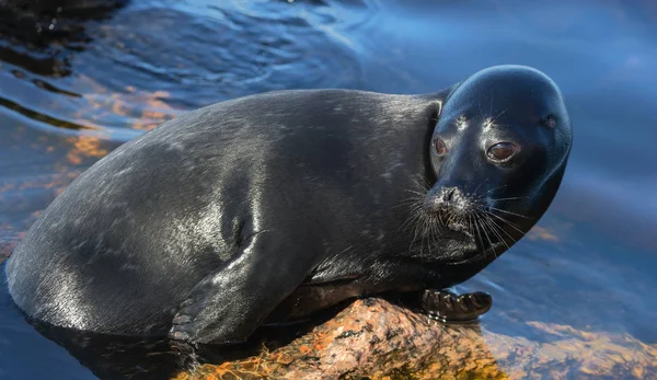 Ladoga Halkalı Fok Bir Taşın Üzerinde Bilimsel Adı Pusa Hispida — Stok fotoğraf