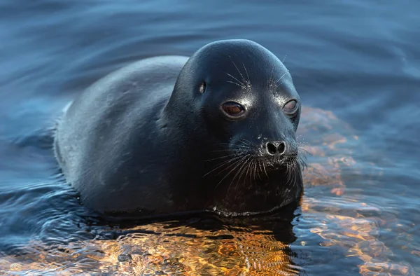 Foca Anillada Ladoga Descansaba Sobre Una Piedra Nombre Científico Pusa —  Fotos de Stock