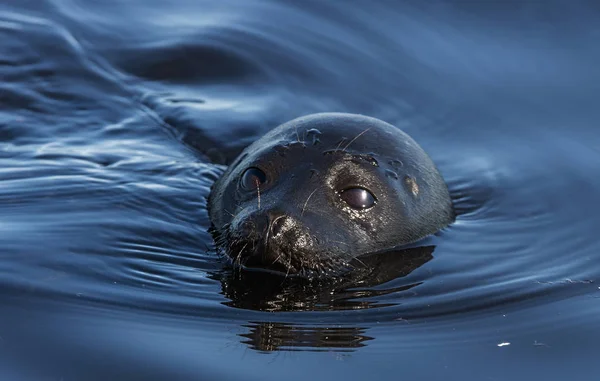The Ladoga ringed seal swimming in the water. Front view. Blue water background.  Scientific name: Pusa hispida ladogensis. The Ladoga seal in a natural habitat. Summer season. Ladoga Lake.