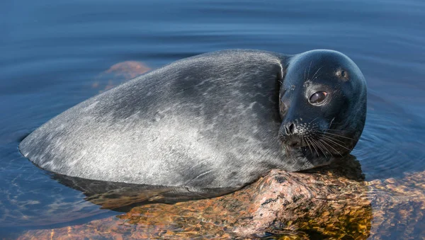 Ladoga Ringed Seal Resting Stone Scientific Name Pusa Hispida Ladogensis — Stock Photo, Image