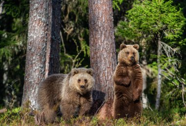 Yaz ormanında Kahverengi Ayı yavruları. Doğal yaşam alanı. Bilimsel adı: Ursus arctos.