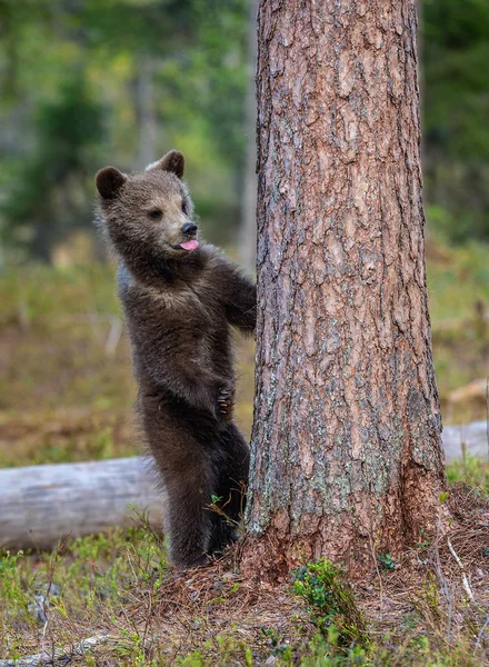 棕熊的幼崽站在他的后腿上 科学名称 乌尔苏斯 阿克图斯 阿克图斯 夏季森林 自然绿色背景 — 图库照片