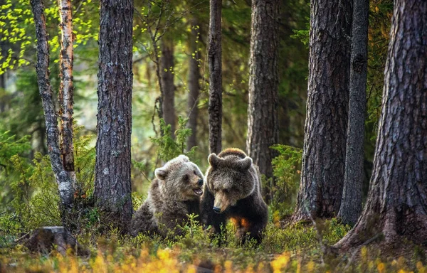 Cubs Van Bruine Beer Het Zomerbos Natuurlijke Habitat Wetenschappelijke Naam — Stockfoto