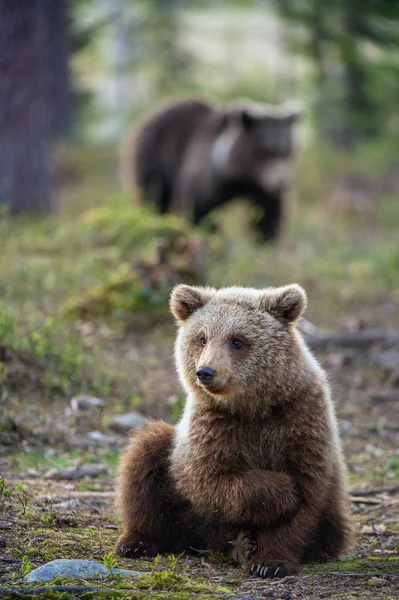Yaz ormanındaki Kahverengi Ayı yavrusu. Doğal yaşam alanı. Bilimsel adı: Ursus arctos.