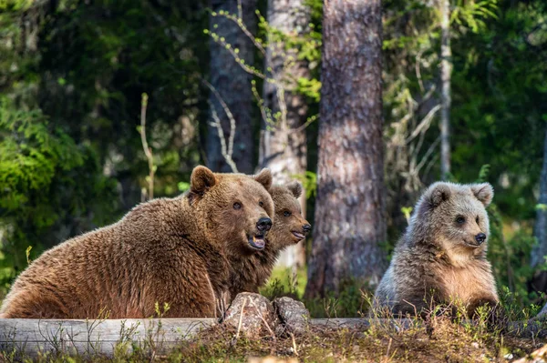 Αρκούδα Και Καμπς Καφέ Αρκούδες Στο Καλοκαιρινό Δάσος Φυσικός Βιότοπος — Φωτογραφία Αρχείου