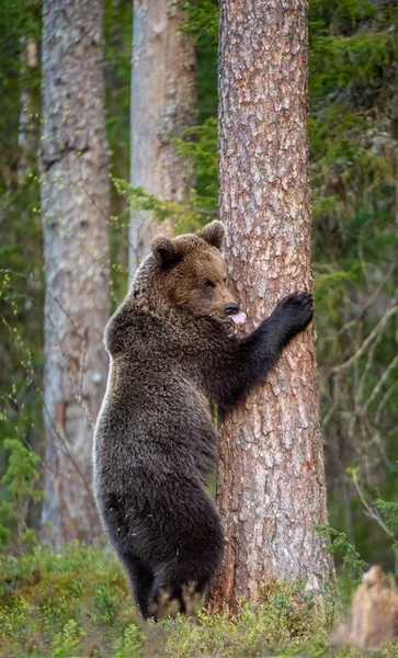 Niedźwiedź Brunatny Stojący Tylnych Nogach Letnim Lesie Siedliska Przyrodnicze Niedźwiedź — Zdjęcie stockowe