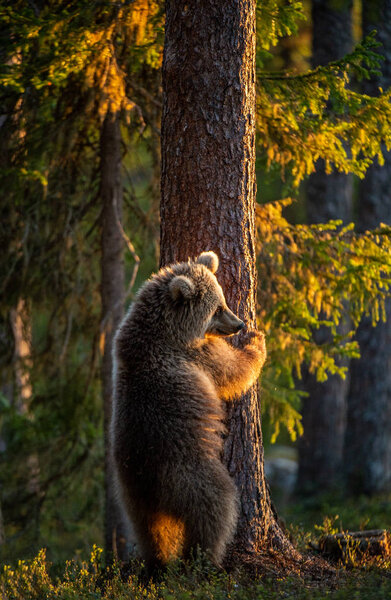 Brown bear standing on his hind legs in the summer forest. Natural Habitat. Brown bear, scientific name: Ursus arctos.