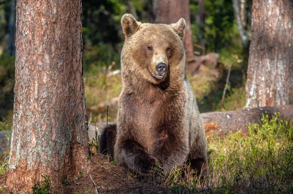 Niedźwiedź Brunatny Letnim Lesie Zachodzie Słońca Nazwa Naukowa Ursus Arctos — Zdjęcie stockowe