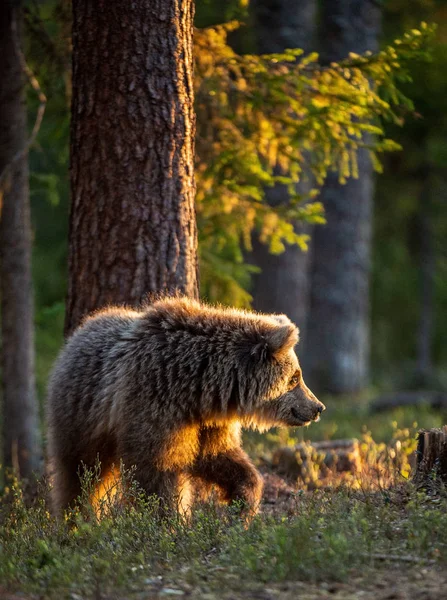 Oso Pardo Bosque Verano Atardecer Nombre Científico Ursus Arctos —  Fotos de Stock