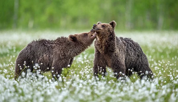 Cubs Brown Bears Playfully Fighting White Flowers Summer Forest Scientific — Stock Photo, Image