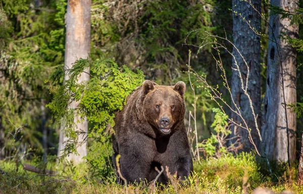 Homem Urso Marrom Floresta Verão Dia Ensolarado Floresta Verde Fundo — Fotografia de Stock