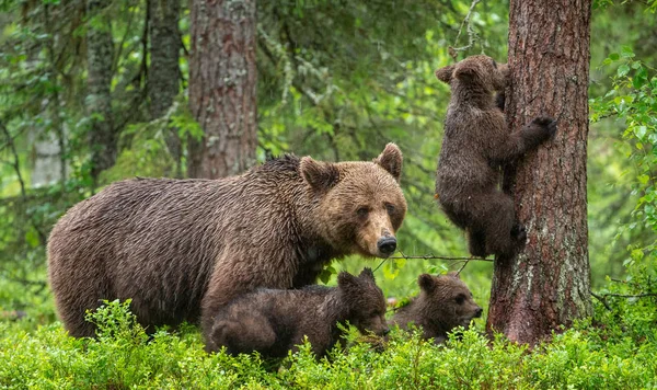 Ona Medvěd Cubs Hnědé Medvídky Letním Lese Přírodní Stanoviště Vědecký — Stock fotografie