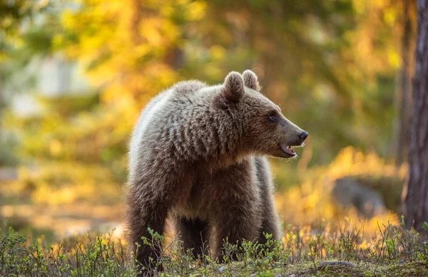 Oso Pardo Bosque Verano Atardecer Nombre Científico Ursus Arctos — Foto de Stock