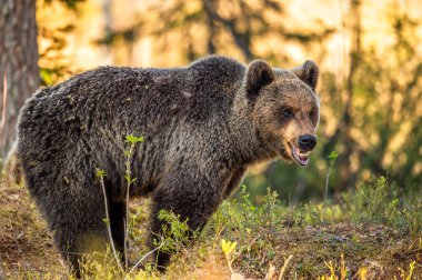 Gün batımı Nda yaz ormanında kahverengi ayı. Bilimsel adı: Ursus Arctos.