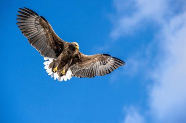 Genç beyaz kuyruklu kartal uçuş dalışında. Mavi gökyüzü arka planı. Bilimsel adı: Haliaeetus albicilla, ern, erne, gri kartal, Avrasya deniz kartalı ve ak kuyruklu deniz kartalı olarak da bilinir..