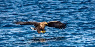 White-tailed eagle fishing. Blue Ocean Background. Scientific name: Haliaeetus albicilla, also known as the ern, erne, gray eagle, Eurasian sea eagle and white-tailed sea-eagle. Natural habitat