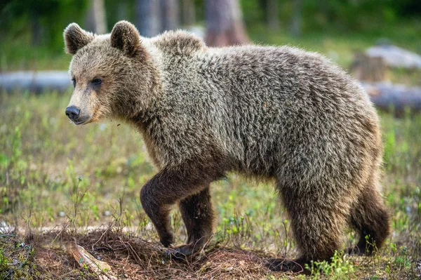 Cubs Brown Bear Nella Foresta Estiva Habitat Naturale Nome Scientifico — Foto Stock