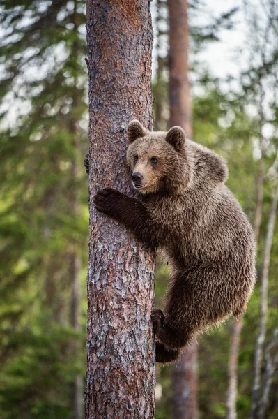 Brown Bear Cub Mászik Egy Fenyőfa Természetes Élőhely Nyári Erdő — Stock Fotó