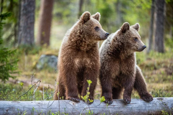 Braunbärenjunge Sommerwald Natürlichen Lebensraum Wissenschaftlicher Name Ursus Arctos — Stockfoto