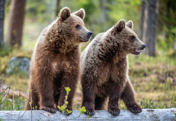 Cubs Brown Bear Nella Foresta Estiva Habitat Naturale Nome Scientifico — Foto Stock