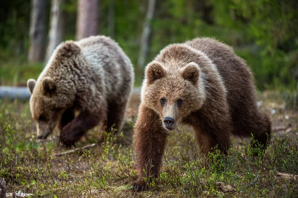 Ungar Brunbjörn Sommar Skogen Naturliga Livsmiljö Vetenskaplig Namn Ursus Arctos — Stockfoto