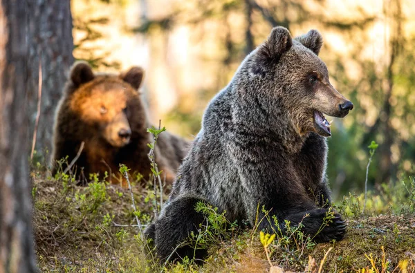 Ursos Castanhos Floresta Verão Pôr Sol Nome Científico Ursus Arctos — Fotografia de Stock