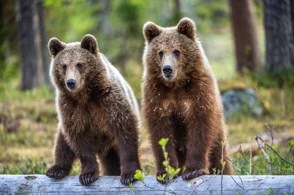 Cubs Brown Bear Nella Foresta Estiva Habitat Naturale Nome Scientifico — Foto Stock