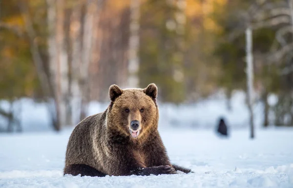 Urso Marrom Pântano Coberto Neve Floresta Primavera Luz Pôr Sol — Fotografia de Stock