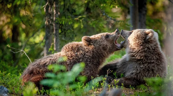 ブラウンクマのカブスは遊び心を持って戦う 夏の森 科学的な名前 アーサス アークトス アークトス 自然緑の森の背景 — ストック写真