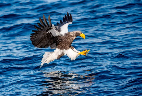 Adult Stellers Sea Eagle Fiske Vetenskaplig Namn Haliaeetus Pelagicus Blue — Stockfoto