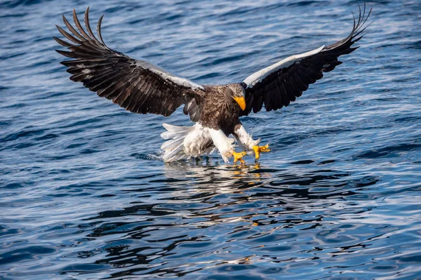 Seeadlerfischen Für Erwachsene Wissenschaftlicher Name Haliaeetus Pelagicus Blauer Ozean Hintergrund — Stockfoto