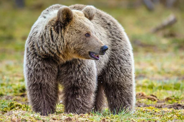 Oso Marrón Pantano Bosque Primavera Cerca Hábitat Natural Nombre Científico —  Fotos de Stock