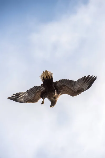 Águia Cauda Branca Juvenil Mergulho Voo Fundo Azul Céu Nome — Fotografia de Stock