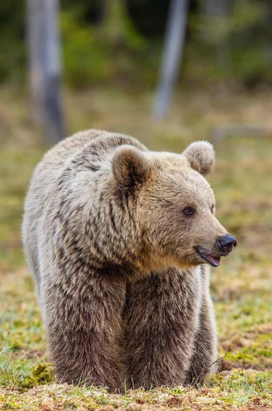 Urso Castanho Pântano Floresta Primavera Fecha Habitat Natural Nome Científico — Fotografia de Stock