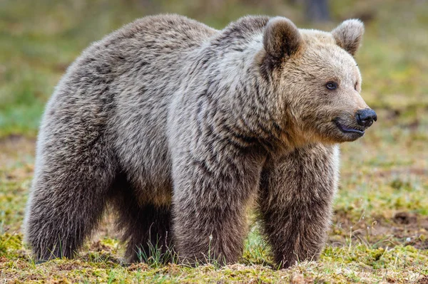 Orso Bruno Sulla Palude Nella Foresta Primaverile Chiudete Habitat Naturale — Foto Stock