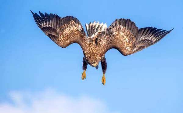 Juvenile White Tailed Eagle Flight Dive Blue Sky Background Scientific — Stock Photo, Image