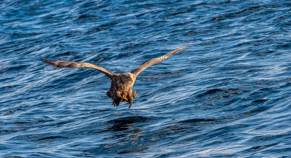 白尾鹰钓鱼 蓝海背景 Haliaeeetus Albicilla 又名Ern Erne Gray Eagle Eurasian Sea — 图库照片