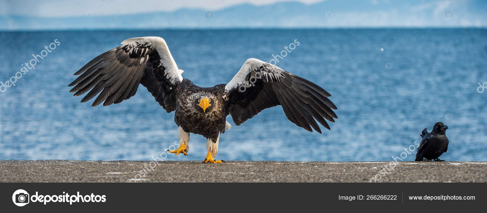 Águila marina de steller images libres de droit, photos de Águila marina de  steller | Depositphotos