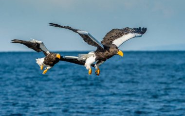 Yetişkin Steller'ın deniz balıkçı Kartallar. Bilimsel adı: Haliaeetus pelagicus. Mavi okyanus arka plan. Doğal yaşam alanı.