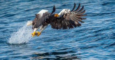 Beyaz kuyruklu kartal balıkçılığı. Mavi Okyanus Arkaplanı. Bilimsel adı Haliaeetus albicilla, ayrıca ern, erne, gri kartal, Avrasya deniz kartalı ve beyaz kuyruklu deniz kartalı olarak da bilinir..