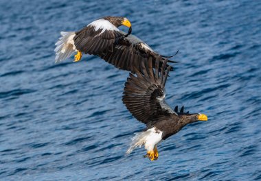 Yetişkin Steller'ın deniz balıkçı Kartallar. Bilimsel adı: Haliaeetus pelagicus. Mavi okyanus arka plan. Doğal yaşam alanı.