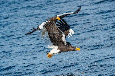 Yetişkin Steller'ın deniz balıkçı Kartallar. Bilimsel adı: Haliaeetus pelagicus. Mavi okyanus arka plan. Doğal yaşam alanı.