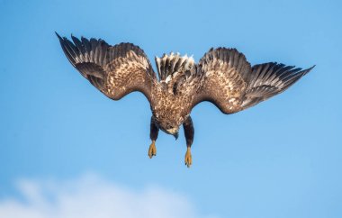 Genç beyaz kuyruklu kartal uçuş dalışında. Mavi gökyüzü arka planı. Bilimsel adı: Haliaeetus albicilla, ern, erne, gri kartal, Avrasya deniz kartalı ve ak kuyruklu deniz kartalı olarak da bilinir..