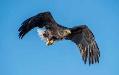 Yetişkin beyaz kuyruklu kartal uçuşta. Bilimsel adı: Haliaeetus albicilla, ern, erne, gri kartal, Avrasya deniz kartalı ve ak kuyruklu deniz kartalı olarak da bilinir..