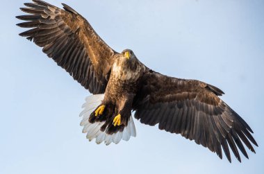 Yetişkin beyaz kuyruklu kartal uçuşta. Ön görüş. Gökyüzü arka planı. Bilimsel adı: Haliaeetus albicilla, ern, erne, gri kartal, Avrasya deniz kartalı ve ak kuyruklu deniz kartalı olarak da bilinir..