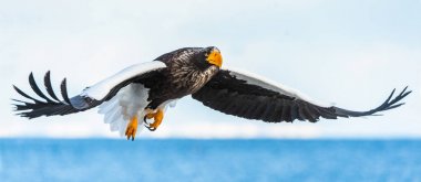 Yetişkin Steller'ın deniz kartalı uçuşta. Bilimsel adı: Haliaeetus pelagicus. Gökyüzü arka planı. Doğal Habitat.